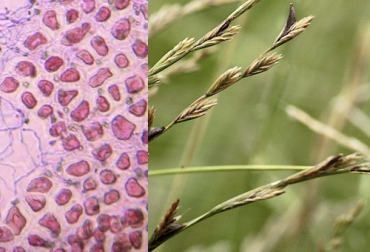 Un hongo endófito contribuye a ciertos forrajes a ser susceptibles a determinadas plagas al tiempo que se beneficia de los pastos. Foto: proyeccionagroindustrial.com simbiosis, microorganismo, pastos, Forrajes, hongo, endófitos, tolerancia, patógenos, Alcaloides, Ganadería, ganadería colombia, noticias ganaderas colombia, CONtexto ganadero.