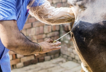 Dentro de los protocolos de inseminación artificial a término fijo está la evaluación del semen. Foto: agronegocios.co Ganadería, ganadería colombia, noticias ganaderas, noticias ganaderas colombia, CONtexto ganadero, pajillas, uso de pajillas, cuidado con la pajillas, Inseminación artificial a término fijo, inseminación artificial, semen bovino, cuidado del semen, congelamiento del semen, proceso inseminación artificial, cuidado proceso inseminación artificial