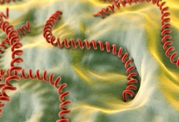 Debe darse especial relevancia a la leptospirosis bovina no solo por las pérdidas económicas que genera sino por el posible riesgo de infección humana cuando se está en contacto con animales infectados. Foto: Tecnoquímicas S.A. Oxitetraciclina, leptospirosis bovina, tratamiento de la leptospirosis bovina, círculo de su acción patógena, ganadería, ganadería colombia, contexto ganadero
