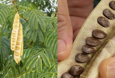 Una de las recomendaciones de expertos es verificar la calidad de la semilla de la leucaena por medio de unas determinadas pruebas de germinación. Foto: zoovetesmipasion.com - sabermas.umich.mx Ganadería, ganadería colombia, noticias ganaderas, noticias ganaderas colombia, CONtexto ganadero, leucaena, sistema silvopastoriles intensivos, leucaena en sistemas silvopastoriles intensivos, establecimiento leucaena, semilla leucaena, tipos de leucaena en colombia, cuidados semilla leucaena, establecimiento sistemas silvopastoriles intensivos leucaena