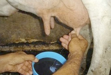 La mastitis es una enfermedad que se puede detectar a tiempo para incurrir en grandes pérdidas si se hace un tratamiento oportuno. Foto: engormix.mx mastitis, enfermedad, vacas, costos, pérdidas, células somáticas, tanque de enfriamiento, Producción, leche, antibióticos, tratamientos, sistema inmune, patógenos ambientales, tubo estéril, prueba, muestra, Ganadería, ganadería colombia, noticias ganaderas colombia, CONtexto ganadero