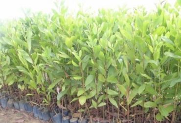 Uno de los aspectos a evaluar en el examen es la formación de entorchamiento radicular o también llamado ´cola de marrano'. Foto: magdalena.evisos.com.co Ganadería, ganadería colombia, noticias ganaderas, noticias ganaderas colombia, CONtexto ganadero, Siembra, siembra de plántulas, plántulas, cuidado de plántulas, plantas, compra de plantas en viveros, exámenes de plantas, examinar una planta, como examinar una planta, consejos para comprar una planta en viveros