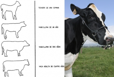 En la imagen se observan las siluetas de un bovino a cuatro diferentes edades reducidos a la misma altura de cruz. Foto: produccion-animal.com.ar - Fedegán Crecimiento de los bovinos, crecimiento de los animales, altura de la vaca, tamaño de la vaca, altura del bovino, altura del toro, altura ganado bovino, peso corporal, peso inicial, peso final, medir crecimiento animales, medición crecimiento animales, importancia de la altura en vacas, ganado bovino, Ganadería, ganadería colombia, noticias ganaderas, noticias ganaderas colombia, CONtexto ganadero, contextoganadero