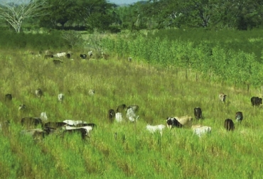 Para realizar la planeación forrajera en la finca, el productor debe iniciar haciendo un inventario de todo el ganado. Foto: Fedegán - Cipav Ganadería, ganadería colombia, noticias ganaderas, noticias ganaderas colombia, CONtexto ganadero, planeación forrajera, oferta de forrajes, oferta de forrajes en colombia, planeación forrajera en colombia, aforo de animales, periodo de descanso praderas en colombia, periodo de ocupación praderas en colombia, cantidad de forraje en finca