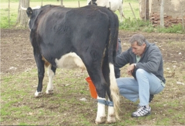 Muchos productores practican ordeño manual, pero a la hora de usar equipos, se pueden presentar los problemas que aquí se enumeran. Foto: perulactea.com Problemas ordeño, problemas ordeño vacas, causas de problemas del ordeño, ganaderos, ganaderos colombia, ganado, bovinos, ganado bovino, Ganadería, ganadería colombia, noticias ganaderas, noticias ganaderas colombia, CONtexto ganadero, contextoganadero