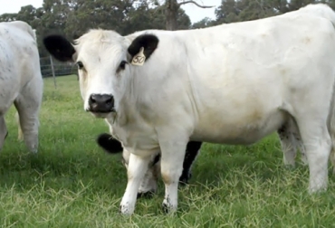El cruce de BON con cebú es un complemento importante porque se combinan dos genéticas que tienen mucho que aportar al desarrollo ganadero. Foto: generalidadesdelaganaderiabovina.blogspot.com bon, cebú, cruzamientos, bos taurus, bos indicus, vigor híbrido, Genética, mejoramiento genético, producción de carne, marmoleo, rendimiento carnicero, ganancia de peso, Ganadería, ganadería colombia, noticias ganaderas colombia, CONtexto ganadero