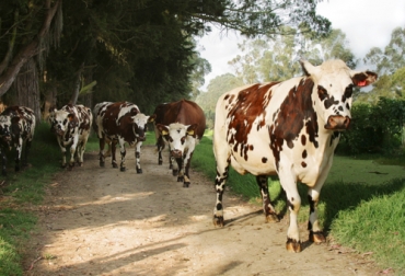 La raza normando realiza aportes importantes para la ganadería de leche como de carne y por eso es una de las apetecidas por los ganaderos del país. Foto: Fedegán - FNG normando, holstein, cruces, Francia, asonormando, producción de leche, pardo suizo, Razas criollas, doble propósito, grasa, proteína, adaptabilidad; aplomos, jersey, precocidad, recuperación de pastos, Inseminación, preñez, Ganadería, ganadería colombia, noticias ganaderas colombia, CONtexto ganadero