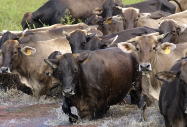 Los ganados pardo suizo se caracterizan por su docilidad y facilidad de manejo con los humanos. Foto: Fedegán Ganadería, ganadería colombia, noticias ganaderas, noticias ganaderas colombia, CONtexto ganadero, pardo suizo, futuro del pardo suizo, futuro del pardo suizo en colombia, cruces del pardo suizo, cruces del pardo suizo en colombia, raza Pardo Suizo, ganado pardo suizo