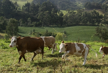 Por las bondades que ofrece la raza simmental, al ser doble propósito, es una buena opción para iniciar un negocio ganadero. Foto: Fedegan Simmental, finca ganadera, factores climáticos, Inseminación, rentabilidad, adaptabilidad, doble propósito, leche, carne, ganancia de peso, ubres, conformación muscular, excesos de grasa, cruzamientos, Ganadería, ganadería colombia, noticias ganaderas colombia, CONtexto ganadero