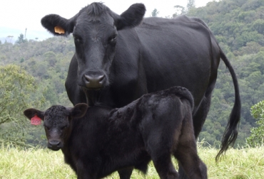 La selección de la genética debe ir enfocada en animales funcionales para las condiciones que puede ofrecerle el ganadero. Foto: Fedegán Ganadería, ganadería colombia, noticias ganaderas, noticias ganaderas colombia, CONtexto ganadero, mejoramiento genético, verdades del mejoramiento genético, mitos del mejoramiento genético, cuidados del mejoramiento genético, Genética, dudas del mejoramiento genético, manejo mejoramiento genético, mejoramiento genético en Colombia, selección animales, selección por biotipo, selección por aptitud funcional