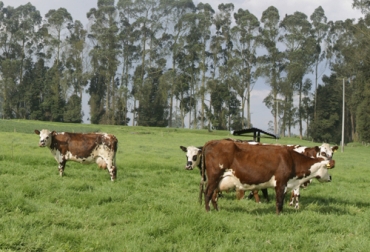 Los criterios de selección de novillas para servicio corresponden a edad, peso, conformación y desarrollo reproductivo. Foto: Fedegán Criterios elección novillas, criterios primer servicio novillas, primer servicio vacas, primer servicio novillas, Edad de la primera monta, parámetros que determinan el primer servicio de una novilla, Peso para el primer parto, edad para el primer parto, Ciclo de vida productivo de una hembra bovina, ciclo reproductivo de una hembra bovina, destete de terneros, levante bovino, Reproducción Bovina, ganado bovino, Ganadería, ganadería colombia, ganaderos colombia, noticias ganaderas, noticias ganaderas colomb