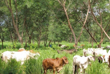 Es importante que el productor tenga en cuenta las recomendaciones de los profesionales, que son quienes definen el mejor periodo para el primer pastoreo. Foto: teorema.com.mx Ganadería, ganadería colombia, noticias ganaderas, noticias ganaderas colombia, CONtexto ganadero, Bancos Mixtos de Forrajes, Sistemas Silvopastoriles Intensivos, condiciones sistemas silvopastoriles intensivos, suelo para sistemas silvopastoriles intensivos, especies más usadas sistemas silvopastoriles intensivos, densidad de siembra sistemas silvopastoriles intensivos, localización cultivo sistema silvopastoril intensivo