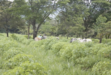 Una de las condiciones importantes para el establecimiento de SSPi es el tipo de suelo, pues no todos los cultivos son aptos para todas las condiciones de suelo. Foto: ganaderiacolombianasostenible.co Ganadería, ganadería colombia, noticias ganaderas, noticias ganaderas colombia, CONtexto ganadero, Bancos Mixtos de Forrajes, Sistemas Silvopastoriles Intensivos, condiciones sistemas silvopastoriles intensivos, suelo para sistemas silvopastoriles intensivos, especies más usadas sistemas silvopastoriles intensivos, densidad de siembra sistemas silvopastoriles intensivos, localización cultivo sistema silvopastoril intensivo