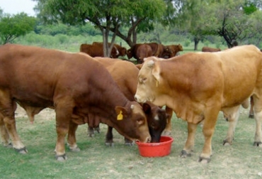 El experto asegura que la suplementación oral e inyectable se complementan entre sí y son muy importantes para los bovinos. Foto: nubam.mx Ganadería, ganadería colombia, noticias ganaderas, noticias ganaderas colombia, CONtexto ganadero, mineralización, suplementación, suplementación inyectable, suplementación oral, minerales inyectables, ventajas mineralización bovina, ventajas suplementación inyectable, ventajas suplementación oral, época crítica bovina