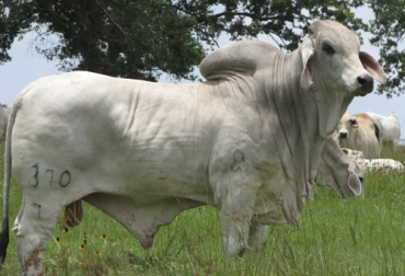 El productor necesita tener claro para qué está buscando el semental. Foto: Fedegán Ganadería, ganadería colombia, noticias ganaderas, noticias ganaderas colombia, CONtexto ganadero, planeación forrajera, oferta de forrajes, oferta de forrajes en colombia, planeación forrajera en colombia, aforo de animales, periodo de descanso praderas en colombia, periodo de ocupación praderas en colombia, cantidad de forraje en finca