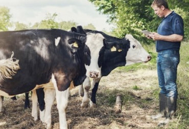 El bienestar animal juega un papel fundamental en la producción y calidad de la leche por lo tanto es uno de los aspectos que el ganadero más debe cuidar en su hato. Foto: alimentacion.enfasis.com Bienestar animal, lechería, hato, calidad de la leche, productividad, rendimiento, buen trato, respuestas fisiológicas, estrés, bosteo, sala de ordeño, infraestructura, descanso, ganadería, ganadería colombia, noticias ganaderas Colombia, contexto ganadero