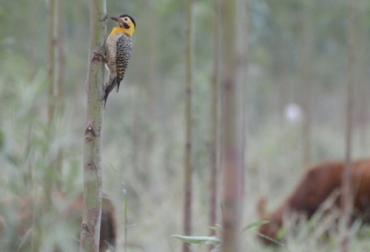Con la conservación de la biodiversidad, las aves en vías de extinción constituyen un agente importante que contribuye a la actividad de una finca. Foto: idbinvest.org Ganadería, ganadería colombia, noticias ganaderas, noticias ganaderas colombia, CONtexto ganadero, biodiversidad, colombia biodiversidad, biodiversidad colombia, escarabajos estercoleros, hormigas, Sistemas silvopastoriles, hormigas en sistemas silvopastoriles, sistemas silvopastoriles fauna, flora sistemas silvopastoriles