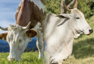 El cruce entre Bos taurus y Bos indicus ha sido calificado como el ideal para el trópico de América Latina. Foto: blog.agrocampo.com.co Bos taurus bos indicus, bos taurus, bos indicus, Cruce bos taurus bos indicus, Cruce F1 para carne y leche, cruce F1 cebu taurus, cruce F1 cebu taurus leche, cruce F1 cebu taurus carne, mejorar producción de carne, mejorar producción de leche, ganado doble propósito, Cruce F1, razas europeas, razas cebuinas, ganaderos, ganaderos colombia, ganado, bovinos, ganado bovino, Ganadería, ganadería colombia, noticias ganaderas, noticias ganaderas colombia, CONtexto ganadero, contextoganadero