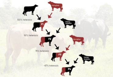 La heterosis en crías de dos razas diferentes es de 100 % en la cría F1 y en las generaciones siguientes se estabiliza hasta alcanzar 67 %. Foto: Solucionesgeneticasbovinas.wordpress.com - vikinggenetics.com Heterosis en ganado bovino, heterosis ganadería vacuna, heterosis vacas, importancia heterosis, cruzamiento en ganado bovino, cruzamiento ganado vacuno, vigor híbrido, cruces en bovinos, cruzamientos bovinos, crías superiores a sus padres, mejoramiento genético, ganaderos, ganaderos colombia, ganado, bovinos, ganado bovino, Ganadería, ganadería colombia, noticias ganaderas, noticias ganaderas colombia, CONtexto ganadero, contextoganadero
