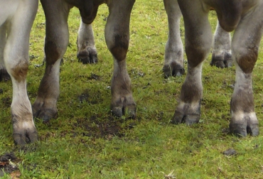 Es importante conocer cómo se presentan estas patologías dada la incidencia que pueden tener en el rendimiento de los bovinos. Foto: Asopardo patologías digitales bovinos, patologías digitales ganado bovino, Causas de deformación de pezuñas en los bovinos, pezuñas de bovinos, causas cojeras bovinos, cojeras bovinos, cojera patologia, nutrición cojera, cojera ganado leche, enfermedades de las pezuñas, factores de predisposición para la deformación de pezuñas, deformación pezuñas bovinos, ganaderos, ganaderos colombia, ganado, bovinos, ganado bovino, Ganadería, ganadería colombia, noticias ganaderas, noticias ganaderas colombia, CONtexto ganadero
