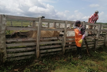 “Dicha jornada de sanidad animal nos permitió prevenir y controlar las enfermedades que afectan el hato bovino y bufalino del país”, sostuvo Deyanira Barrero. Foto: Fedegan-FNG. Culminó segundo ciclo de vacunación contra la fiebre aftosa en el país, 45 días ininterrumpidos, inspección del ICA, autoridad de sanidad animal, prevenir y controlar, fiebre aftosa, brucelosis, rabia silvestre, mantener el estatus sanitario, erradicar enfermedades, medidas de bioseguridad, equipo ejecutor, noticias de ganadería colombiana, CONtexto ganadero.