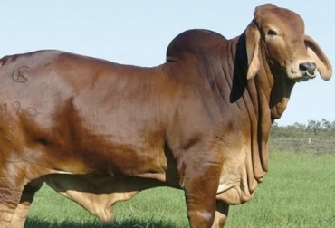 Los F1 son la alternativa para la ganadería del futuro por todo lo que representa en términos de diversidad genética. Foto: taringa.net Hacienda San Rafael, vacas F1, preñez, cruzamientos, Simmental, transferencia de embriones, jersey, brahman, ordeño, Terneros, destete, novillas, in vitro, pardo suizo, holstein, normando, Guzerat, Hereford, Ganadería, ganadería colombia, noticias ganaderas colombia y contexto ganadero