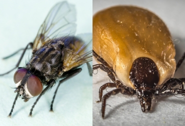 Las garrapatas no generan molestia ni dolor en los animales, por lo tanto no hay estrés en ellos. Foto: Pixabay.com - textilperu.com.pe Ganadería, ganadería colombia, noticias ganaderas, noticias ganaderas colombia, CONtexto ganadero, garrapatas, control de las garrapatas, registros de garrapatas, empresas ganaderas, llevar registros en las fincas, baños de garrapatas, garrapaticidas, productos para garrapatas, estrés, estrés en bovinos, moscas en bovinos, moscas causantes de estrés en bovinos, afectaciones garrapatas en bovinos