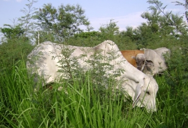 La científica Deepashree Kand, de la compañía Mootral, estudia cómo una dieta puede hacer que estos animales liberen menos metano con base en un compuesto de ajo, cítricos y otros aditivos. Foto: Fedegán CGS Metano, vacas, eructos de las vacas, emisión de gas metano, Suplementos para la reducción de la emisión de metano en las vacas, emisiones de las vacas, Menos gases emitidos por las vacas más producción de leche, The New York Times, la vaca Peaches, Deepashree, Mootral, Rhodium Group, ajo, cítricos, alicina, Zaluvida, Thomas Hafner, aliina, enzima alinasa, créditos de carbono, compensar sus niveles de emisión de carbono, fronteras del capital, ganadería, ganadería Colombia, noticias ganaderas, noticias gana