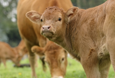 Uno de los factores que afectan el programa de mejoramiento genético es la variación genética, teniendo en cuenta no todos los animales deben ser iguales. Foto: Fedegán Ganadería, ganadería colombia, noticias ganaderas, noticias ganaderas colombia, CONtexto ganadero, mejoramiento genético, factores que afectan programas de mejoramiento genético, factores que afectan mejoramiento genético, qué afecta el mejoramiento genético, programas de mejoramiento genético