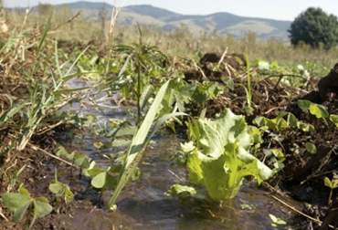 El tipo de sistema silvopastoril que debe ser implementado depende de la topografía, tipo de suelo y presencia de áreas estratégicas para conservación de agua. Foto: fao.org Ganadería, ganadería colombia, noticias ganaderas, noticias ganaderas colombia, CONtexto ganadero, cercas vivas, protección del suelo, Conservación del agua, protección del agua, prácticas ganaderas, Sistemas silvopastoriles, barreras rompevientos