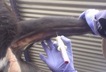Para la toma de la muestra se extrae 5 ml de sangre con un tubo que contenga una solución anticoagulante. Foto: Youtube.com Ganadería, ganadería colombia, noticias ganaderas, noticias ganaderas colombia, CONtexto ganadero, hemoparásitos, muestra para diagnóstico de hemoparásitos, muestra de sangre, toma de muestra de sangre en bovinos, muestra de sangre para hemoparásitos