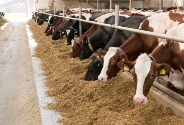 Los ácidos biliares ayudan a mejorar el crecimiento del ganado vacuno y a prevenir el hígado graso y la cetosis en vacas lecheras. Foto: allaboutfeed.net ácidos biliares en ganado bovino, ácidos biliares vacas, efectos ácidos biliares vacas, ácidos biliares bovinos, ácidos biliares vacunos, cómo mejorar el crecimiento del ganado vacuno, suplementos para ganado, suplementos ganado 2021, suplemento ganado vacuno 2021, ganaderos, ganaderos colombia, ganado, bovinos, ganado bovino, Ganadería, ganadería colombia, noticias ganaderas, noticias ganaderas colombia, CONtexto ganadero, contextoganadero