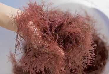 Utilizando algas marinas Asparagopsis una empresa australiana está desarrollando un producto que reduce los eructos de las vacas y con ello la emisión de metano. Foto: vistaalmar.es algas marinas, Future Feed, CSIRO, alimentación ecológica, emisiones, metano, gases de efecto invernadero, asparagopsis, bromoformo, Sea Forest, crecimiento corporal, vacas, océanos, Ganadería, ganadería colombia, noticias ganaderas colombia, CONtexto ganadero