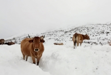 Uno de los problemas que enfrentan los ganaderos con la baja de temperatura es que no pueden alimentar a sus bovinos. Foto: agronewscastillayleon.com Ganadería, ganadería colombia, noticias ganaderas, noticias ganaderas colombia, CONtexto ganadero, Heladas, nevadas, consecuencias heladas, consecuencias heladas en ganadería, consecuencias heladas en agricultura, nevada en España, heladas en Colombia