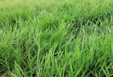 La altura de entrada de los distintos tipos de Brachiarias están egtre 20 y 30 cm. Foto: agrosemillas.com.co Ganadería, ganadería colombia, noticias ganaderas, noticias ganaderas colombia, CONtexto ganadero, pastoreo, primer pastoreo, altura de la planta al primer pastoreo, altura de la planta, condiciones para el pastoreo