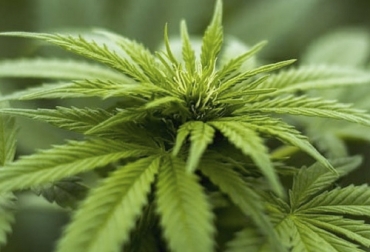 Las semillas y el extruido son los de mayor interés en la nutrición bovina, porcina y de aves por su rica fuente de proteínas. Foto: plantadoce.com Ganadería, ganadería colombia, noticias ganaderas, noticias ganaderas colombia, CONtexto ganadero, cannabis, cannabis medicinal, cannabis para animales, cannabis para bovinos, alimentación de rumiantes, alimentación de bovinos, cannabis alimentación bovinos
