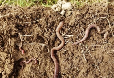 Las lombrices cumplen una función importante en la descompactación debido a que alguna habitan las capas superiores y participan en la circulación de nutrientes. Foto: ecomandanga.org Ganadería, ganadería colombia, noticias ganaderas, noticias ganaderas colombia, CONtexto ganadero, suelo, descompactación del suelo, compactación del suelo, escarabajos estercoleros, milpiés, lombrices, Sistemas silvopastoriles