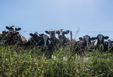 Por medio de la denominada "bomba de carbono", la ganadería regenerativa contribuya a una producción más limpia y amigable con el medio ambiente. Foto: conexionrural.com Ganadería regenerativa, bomba de carbono, pastoreo, Manejo holístico, biomasa, radicular, indicadores, Planificación, monitoreo, control, biodiversidad, especies perennes, emisiones, GEI, Ganadería, ganadería colombia, noticias ganaderas colombia, CONtexto ganadero