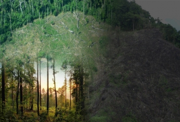El foco principal del Conpes son los 11 núcleos de alta deforestación en Colombia. Foto: elpais.com.co - infoamazonia.org - fundacionaquae.org ganadería, ganadería colombia, noticias ganaderas, noticias ganaderas colombia, contexto ganadero, deforestación, reforestación, ganadería, conpes, ganadería reforestación ganaderos reforestan, cero deforestación