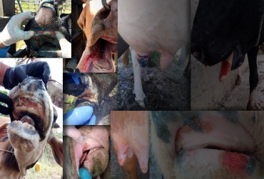 Durante el 2020 se presentaron en el país 227 focos de estomatitis de tipo New Jersey y seis de tipo Indiana. Foto: ICA. Colombia, ICA, Estomatitis vesicular, Recomendaciones del ICA para prevenir estomatitis vesicular, enfermedad es endémica, 7 focos de estomatitis vesicular en el país, 2 focos en departamentos de Cundinamarca y Santander, uno en Córdoba, Cauca y Boyacá, respectivamente, ganadería, ganadería colombia, noticias ganaderas, noticias ganaderas colombia, contexto ganadero,