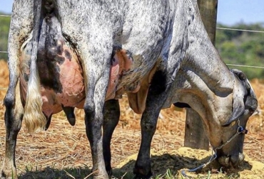 Una de las características destacadas del girolando plus es su alta producción de leche, que está por encima de muchas otras razas. Foto: facebook.com/zoovetmipasion Girolando Plus, rendimiento, calidad, Producción, transferencia de embriones sexados, vacas receptoras, Gyr, holstein, fecundación in vitro, transferencia de tecnología, leche, resistencia, rusticidad, adaptabilidad, vitaminas, calcio, Ganadería, ganadería colombia, noticias ganaderas colombia, CONtexto ganadero