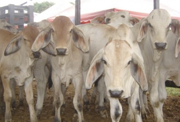 El ICA alertó por la aparición de brotes de estomatitis vesicular en Arauca y pidió a los ganaderos estar alerta y avisar cuando se presente alguna sospecha. Foto: elpais.com.co Estomatitis vesicular, ICA, Arauca, Arauquita, pruebas diagnósticas, medidas sanitarias, planes de contingencia, Vigilancia Epidemiológica, enfermedad viral, zoonótica, vesículas, erosiones, úlceras, patas, ubres, dolor, anorexia, mastitis secundaria, Ganadería, ganadería colombia, noticias ganaderas colombia, CONtexto ganadero