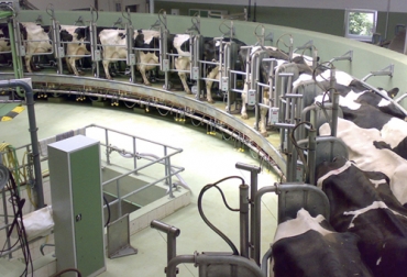 El aprovechamiento de los diferentes productos en la actividad lechera para volverlos a utilizar como es el caso del estiércol para producir energía, es uno de los aspectos destacados de la economía circular que es el futuro de esta actividad. Foto: industria-lactea.com.mx Economía Circular, lechería, reutilización de recursos, estiércol, biogás, alimentación, pasturas, suelos, bovinos, vacas, desechos, biodigestores, emisiones de metano, gases efecto invernadero, Bienestar Animal, Buenas Prácticas Ganaderas, Sistemas silvopastoriles, cultivos, subproductos, porquerizas, Ganadería, ganadería colombia, noticias ganaderas colombia, CONtexto ganadero
