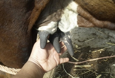 La mastitis aguda grangrenosa puede presentar exudado sanguinolento y presencia de gas al palpar el tejido mamario crepitante. Foto: engormix.com mastitis ganado bovino, mastitis vacas, mastitis gangrenosa, mastitis, pasos para reducir la mastitis, como reducir la mastitis, casos de mastitis, mastitis clínica, mastitis subclínica, tratamientos de mastitis, mastitis en colombia, medicamentos mastitis, ganaderos, ganaderos colombia, ganado, bovinos, ganado bovino, Ganadería, ganadería colombia, noticias ganaderas, noticias ganaderas colombia, CONtexto ganadero, contextoganadero