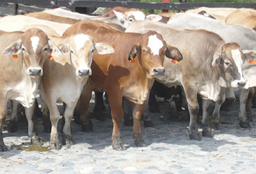 “Es indispensable que la zona donde se encuentre ubicada la ganadería logre reunir mínimo 50 vacas receptoras”, manifestó Hernando Barahona. Foto: agropecuarialaurentina.com 6 aspectos fundamentales para que su ganadería participe en Embriogan, predio corral, calceta y embudo, mínimo 50 vacas receptoras, genética de calidad, mejorar productividad, mejores hembras, mejor conformación física, mayor generación de leche, vacas donadoras, vacas receptoras, instalaciones del predio, mínimo 10 receptoras por ganadería, reunir 50 receptoras por zona, media hora entre fincas, noticias de ganadería colombiana, CONtexto ganadero.