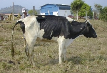 Las vacas afectadas por esta enfermedad sufren una grave pérdida de peso. Foto: zoovetesmipasion.com Paratuberculosis bovina, enfermedad bovina sin control oficial, enfermedad bovina, enfermedad silenciosa, diarrea en bovinos, adelgazamiento progresivo en bovinos, muerte en bovinos, ganaderos, ganaderos colombia, ganado, bovinos, ganado bovino, Ganadería, ganadería colombia, noticias ganaderas, noticias ganaderas colombia, CONtexto ganadero, contextoganadero