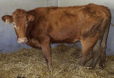 Un grupo de investigadores en España encontró un método con el cual se puede detectar la paratuberculosis bovina en diferentes fases de la enfermedad. Foto: engormix.com paratuberculosis, niveles en sangre, proteínas, prueba diagnóstica, perjuicios sanitarios, enfermedad infecciosa, bacteria, rumiantes, Vacunas, métodos de diagnóstico, respuesta inmune, sueros sanguíneos, vacas, pruebas serológicas, Ganadería, ganadería colombia, noticias ganaderas colombia, CONtexto ganadero