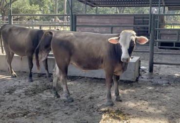 El cruce de Pardo Suizo por Simmental da como resultado vacas con ubres mejoradas. Foto: facebook.com/COMVENGAN Ganadería, ganadería colombia, noticias ganaderas, noticias ganaderas colombia, CONtexto ganadero, cruce pardo suizo y simmental, cruces del pardo suizo, cruces del simmental, ganado Simmental, ganado pardo suizo, bondades cruces pardo suizo y simmental