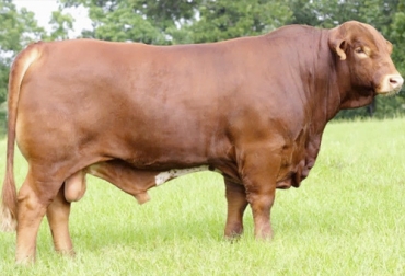 La raza beef master ha mostrado una serie de bondades en la producción de carne en menor tiempo que por eso ganaderos de Santander la vienen implementando en sus hatos. Foto: ganaderia.com Beef Master, carne, precocidad, longevidad, fertilidad, menor tiempo, menores costos, brahman, Shorthorn, Hereford, Genética, productividad, rendimiento, pastura natural, rotación, sal, ceba, rusticidad, mansedumbre, destete, purgas, cruces, garrapata, Ganadería, ganadería colombia, noticias ganaderas colombia, CONtexto ganadero
