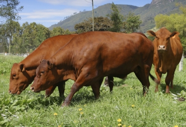 La raza Senepol ha demostrado sus bondades en cruzamientos para una mayor producción de carne y mejor rentabilidad. Foto: Fedegán - FNG senepol, cruces, brahman, cebú, distocias, mansedumbre, rendimiento, carne, canal, bos taurus, adaptabilidad, enfermedades, Anaplasmosis, tripanosoma, vigor híbrido, Simmental, Angus, rusticidad, parásitos externos, vacada, transferencia de embriones, Ganadería, ganadería colombia, noticias ganaderas colombia, CONtexto ganadero